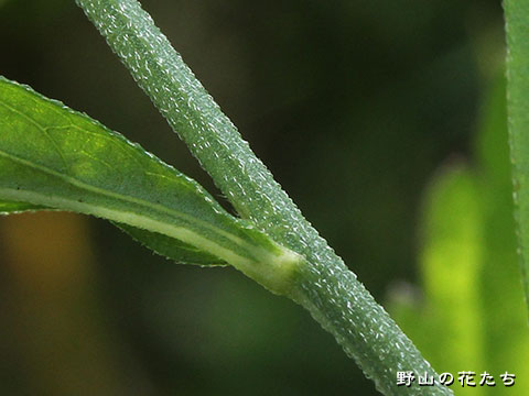 カントウヨメナ－茎
