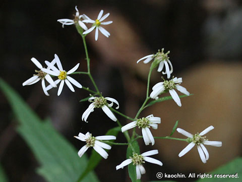 ナガバノシロヨメナ－花