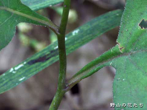 シラヤマギク－葉柄・茎