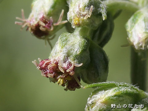 チシマヨモギ－花３