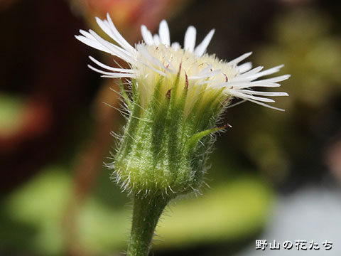 エゾムカシヨモギ－花２