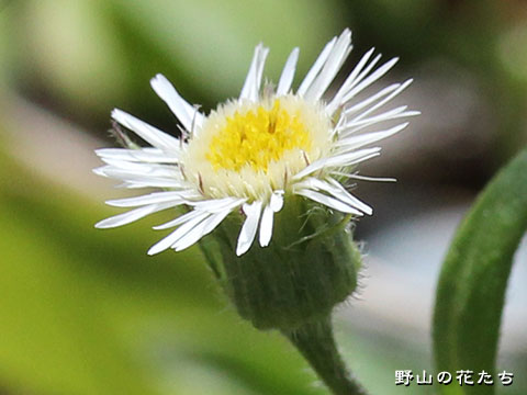 エゾムカシヨモギ－花