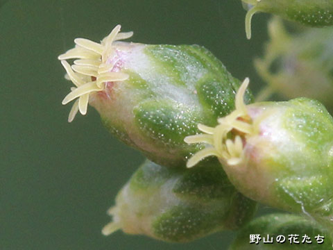 ハマオトコヨモギ－花２