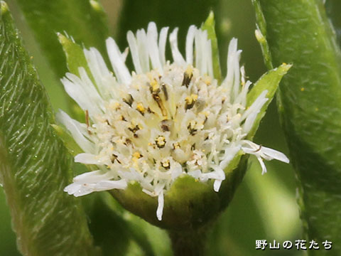 アメリカタカサブロウ－花・茎