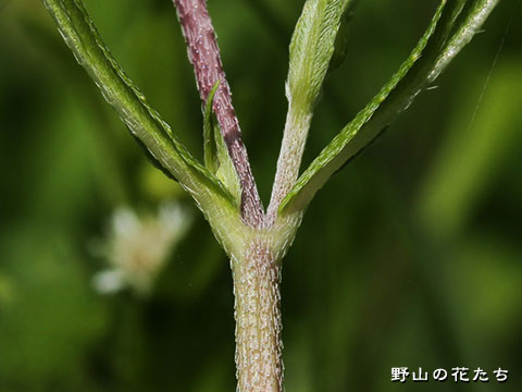 アメリカタカサブロウ－茎