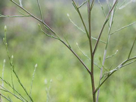 オオホウキギク－茎