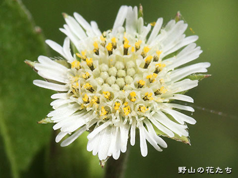 タカサブロウ－花