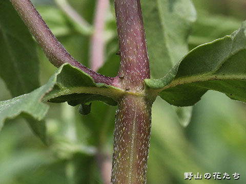 タカサブロウ－茎