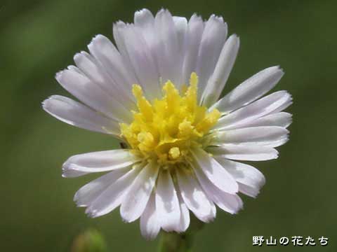 オオホウキギク－花