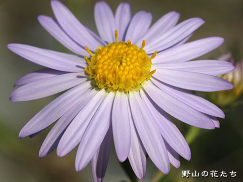 カワラノギク－花