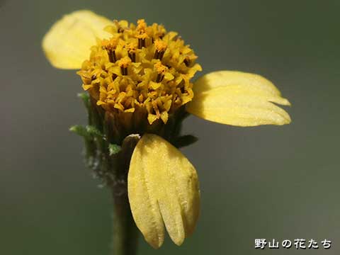 オワリセンダングサ－花