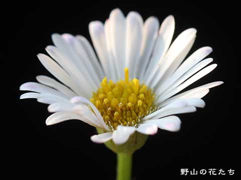 ペラペラヨメナ－花