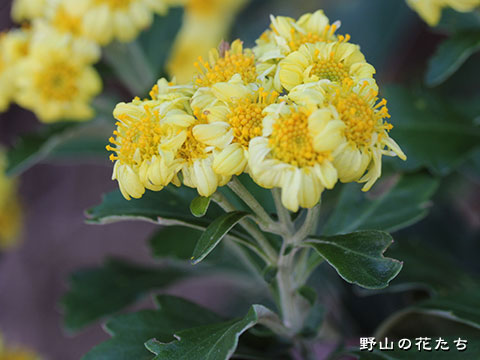 ハナイソギク－花