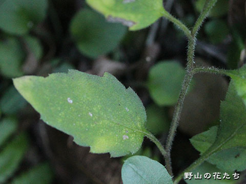 キヨスミギク－茎・葉２