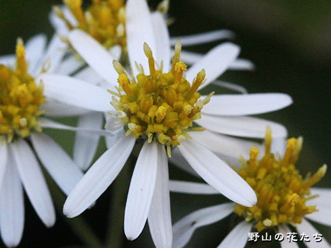 キヨスミギク－花