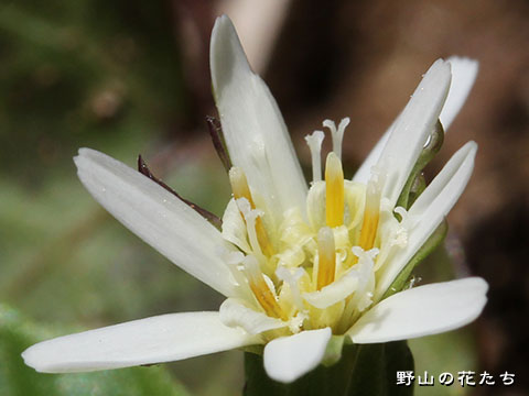 センボンヤリ－春－花