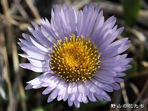 アズマギク－花
