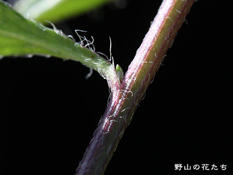 ペラペラヨメナ－茎