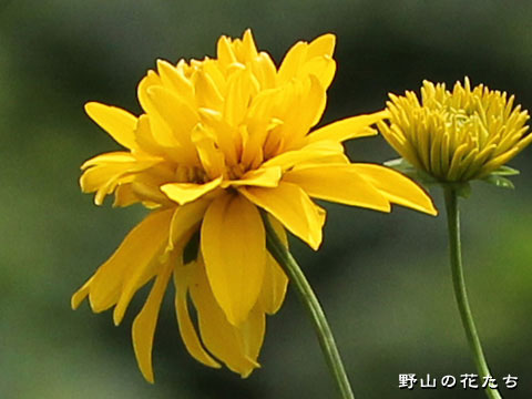 ハナガサギク－花
