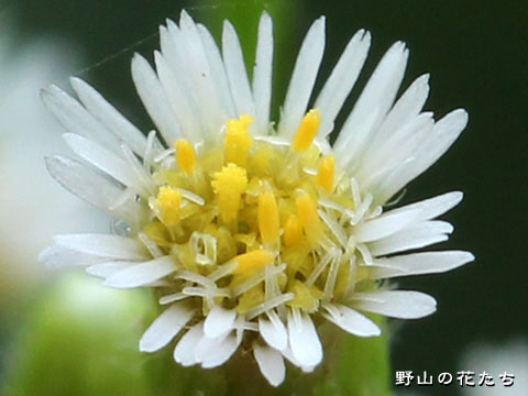 ヒメムカシヨモギ－花２