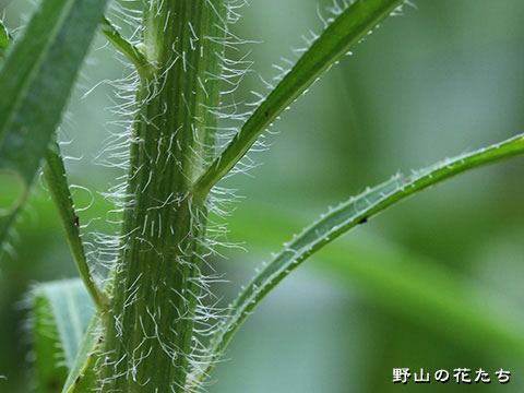 ヒメムカシヨモギ－茎