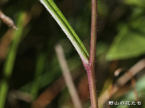 サワシロギク－茎
