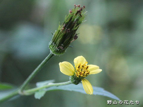 センダングサ－花