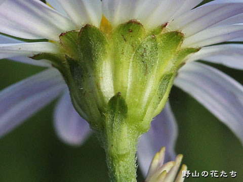 カントウヨメナ－花３