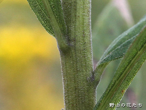 セイタカアワダチソウ－茎