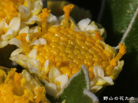 ハナイソギク－参考１－花