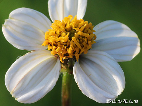 シロノセンダングサ－花