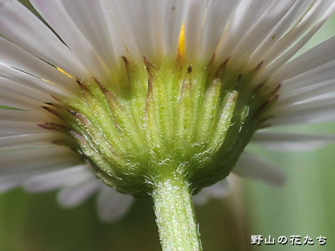 ペラペラヨメナ－花２
