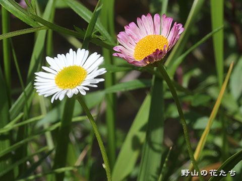 ペラペラヨメナ－花３