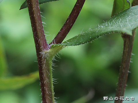 オオミツバハンゴンソウ－茎