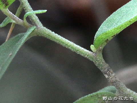 ハコネギク－茎