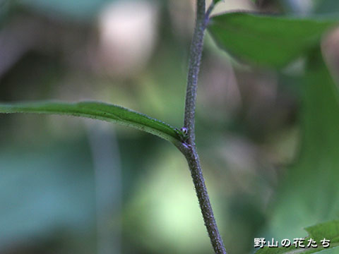 サガミギク－茎