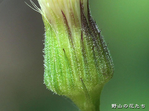 ホソバムカシヨモギ－花５