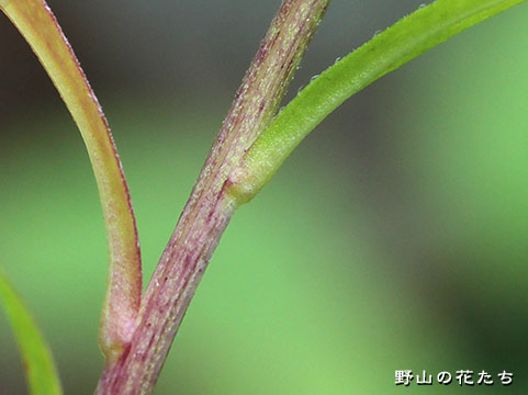 ホソバムカシヨモギ－茎