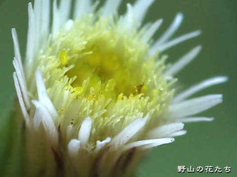 ホソバムカシヨモギ－花４