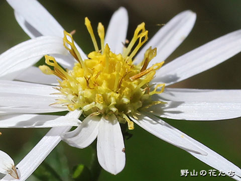 ハマコンギク－花