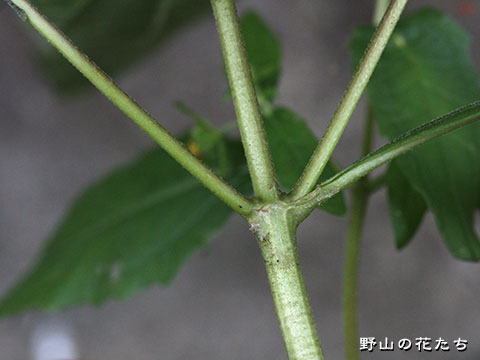 ツクシメナモミ－茎