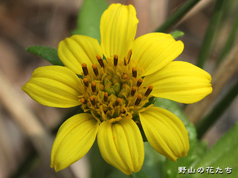 ネコノシタ－花