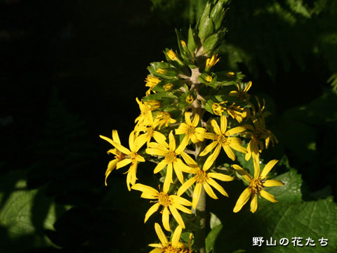 オタカラコウ－花