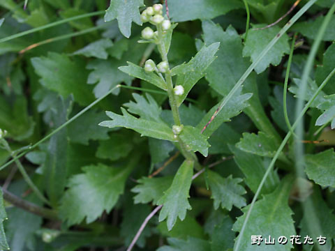 ミヤマオトコヨモギ－茎葉