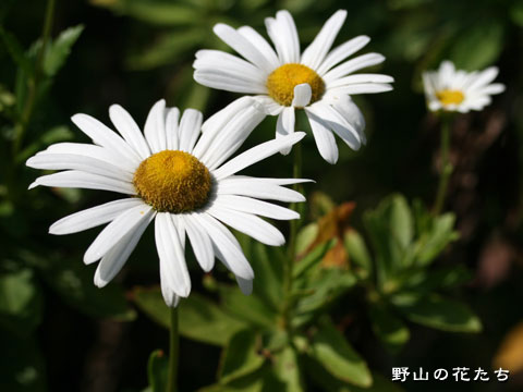 ハマギク－花
