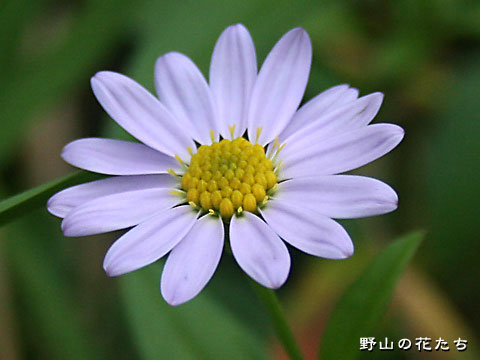 カントウヨメナ－花