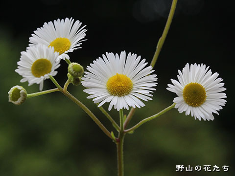 ヘラバヒメジョオン－花