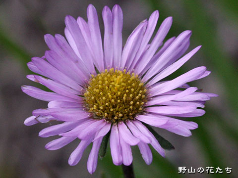 ミヤマアズマギク－花