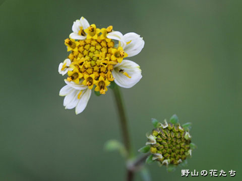 アイノコセンダングサ－花