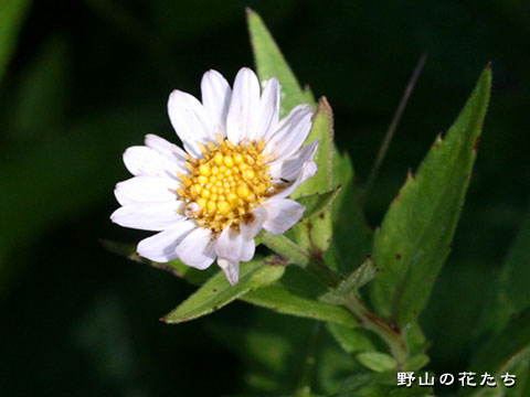 ハコネギク－花